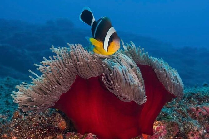 Whale Watching and Private Ocean Safari Experience in Mauritius - A fast, steady ride toward the whale sites