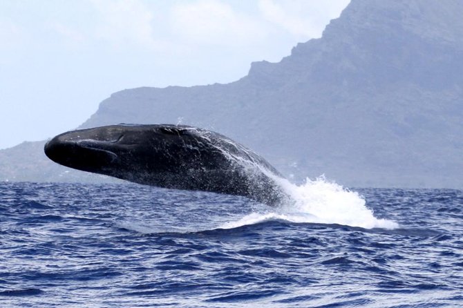 Whale watching - The long run to the whale grounds
