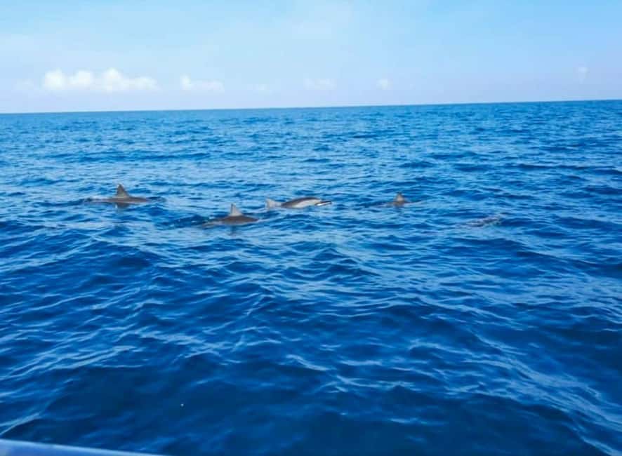 Wild Dolphin Encounter & Snorkeling Adventure – Mauritius. - Key points to know before booking
