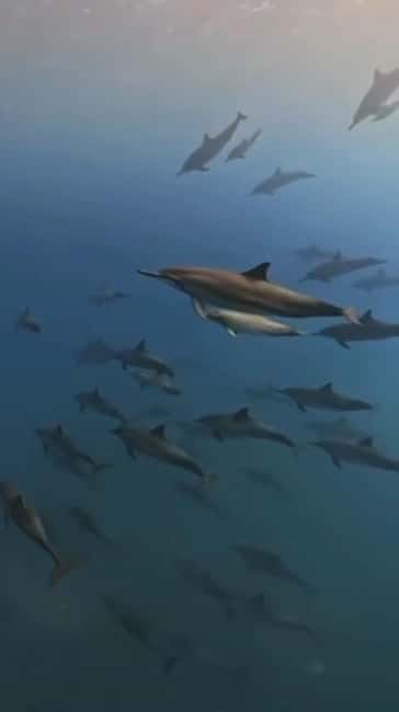 Wild Dolphin Encounter & Snorkeling Adventure – Mauritius. - Group size, crew, and communication
