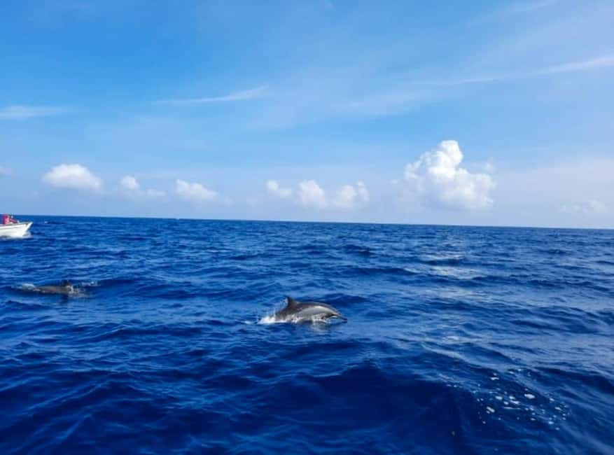 Wild Dolphin Encounter & Snorkeling Adventure – Mauritius. - Who will enjoy this morning most?