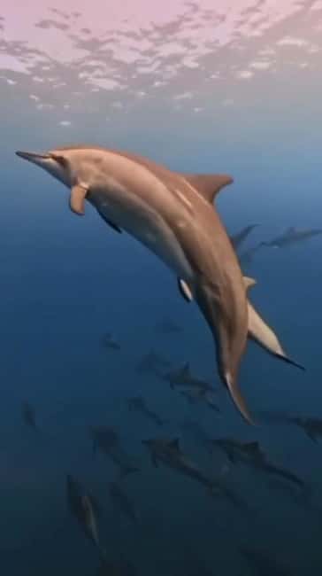 Wild Dolphin Encounter & Snorkeling Adventure – Mauritius.