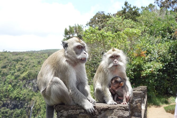 Wild South West Tour : SAFARI & TULAWAKA CASELA PARK & LE MORNE - La Prairie and Le Morne: a short stop with a big view
